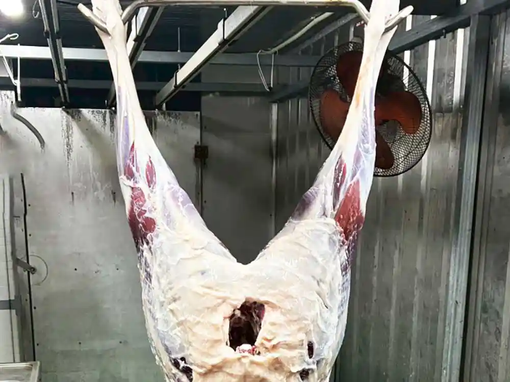 エゾ鹿後ろ足丸ごと販売